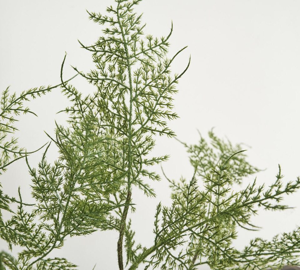 Faux Potted Asparagus Fern Pottery Barn Australia